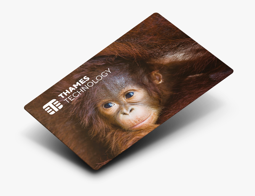 Card-petg - Orangutan, HD Png Download