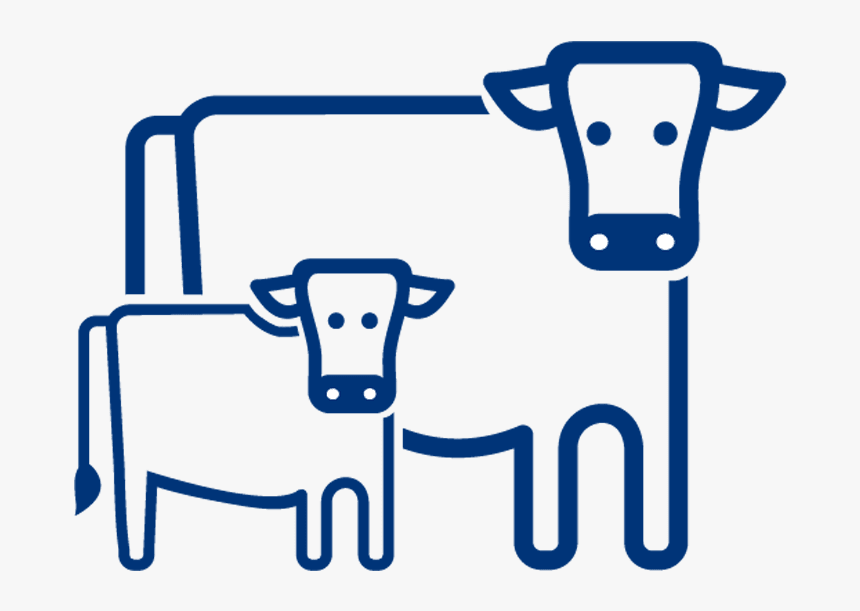 Cow-calf - Cow Calf Production, HD Png Download