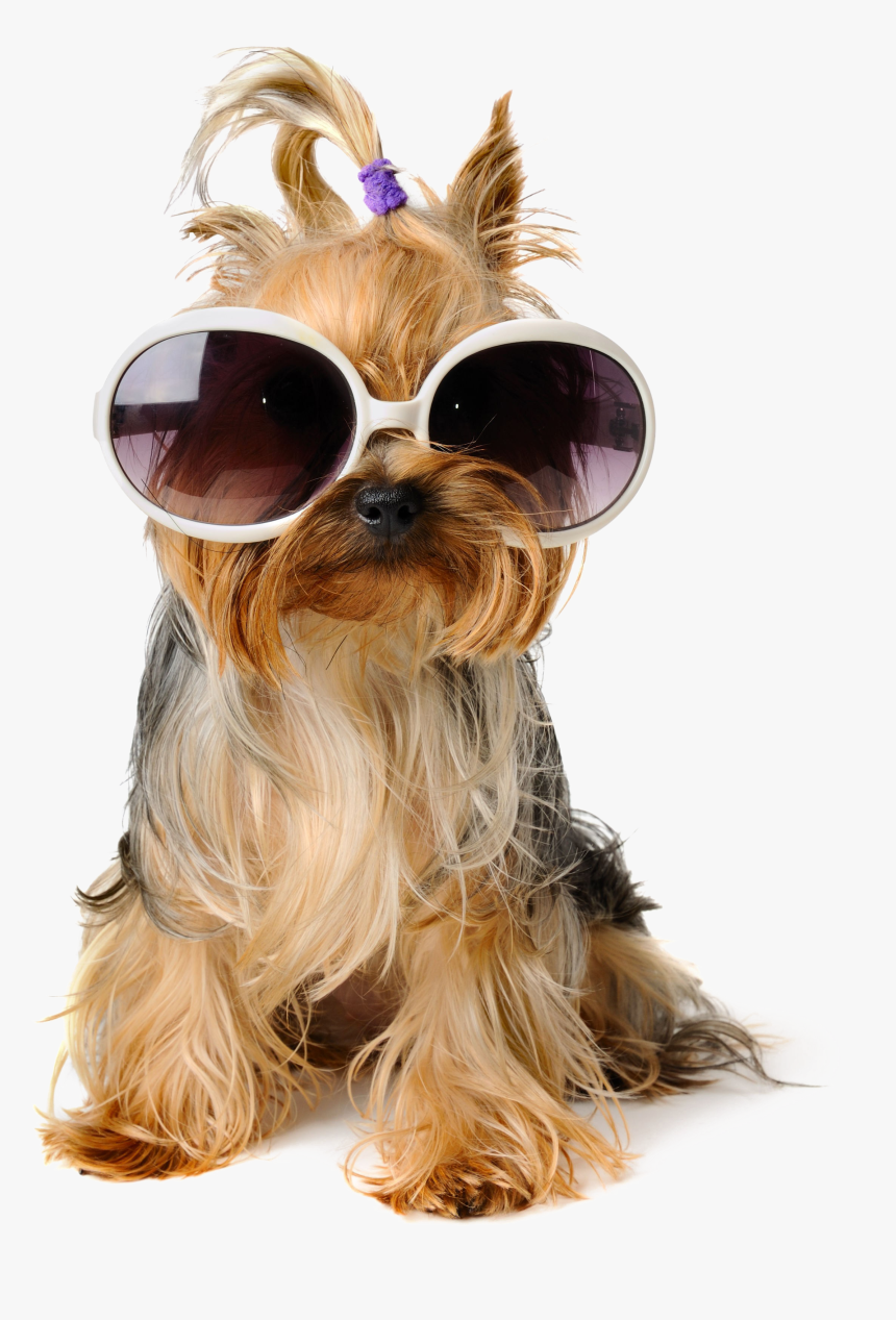 Shaggy Sitting Pet Greeting Dog Birthday Puppy Clipart - Dog With Sunglasses Png, Transparent Png