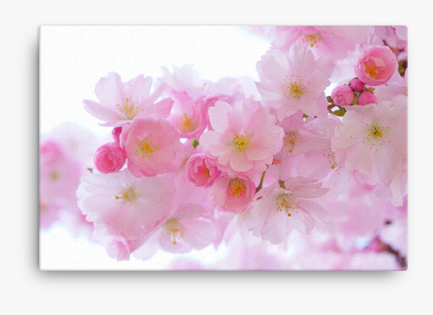 Cherry Blossom Bg, HD Png Download