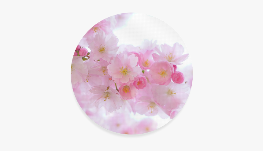 Beautiful Pink Japanese Cherry Tree Blossoms Round - Cherry Blossom, HD Png Download
