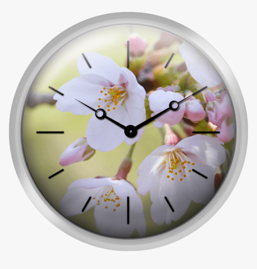 Close Up Of Cherry Blossoms Spring In Japan - Cherry Blossom, HD Png Download