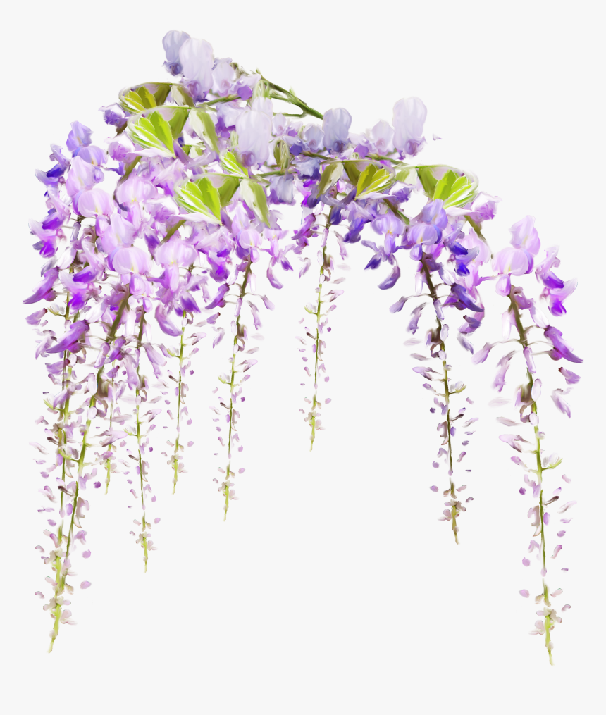 #flowers#freetoedit - Transparent Wisteria Flower Png, Png Download