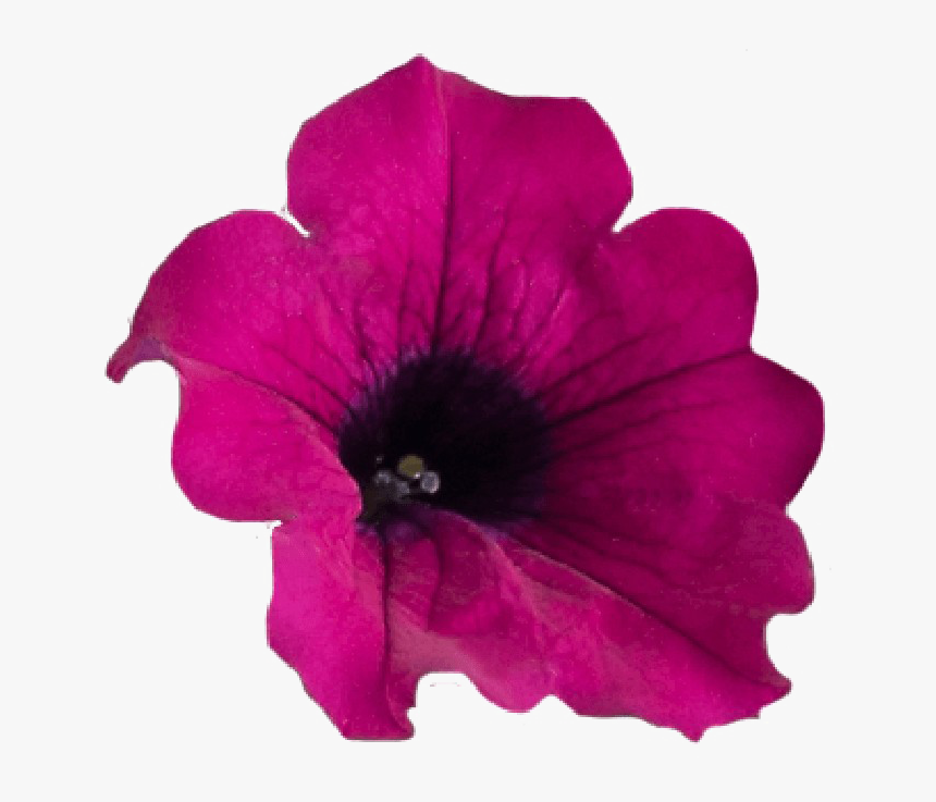 Flower Crown Png Purple - Petunia Png, Transparent Png