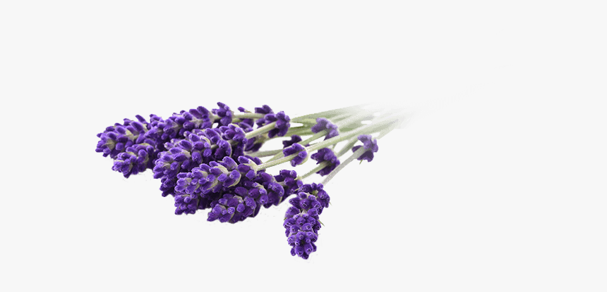 Lavandin - Social Cbd Lavender Vape, HD Png Download