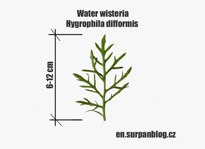 Subshrub, HD Png Download