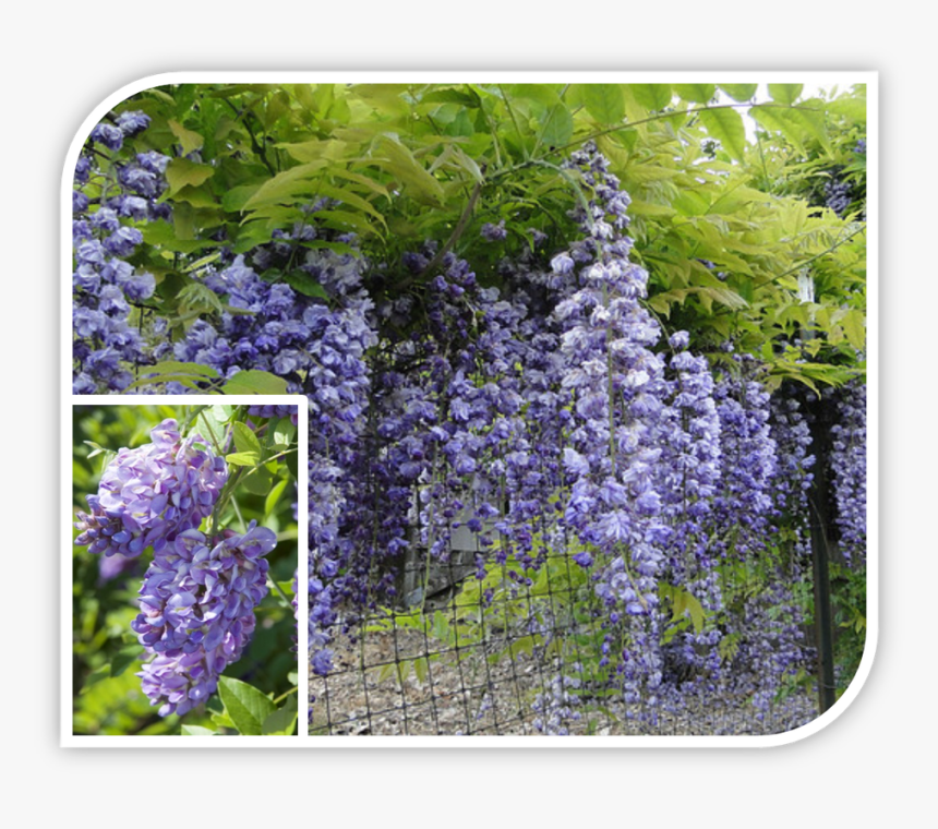 Picture - Wisteria Floribunda Royal Purple, HD Png Download
