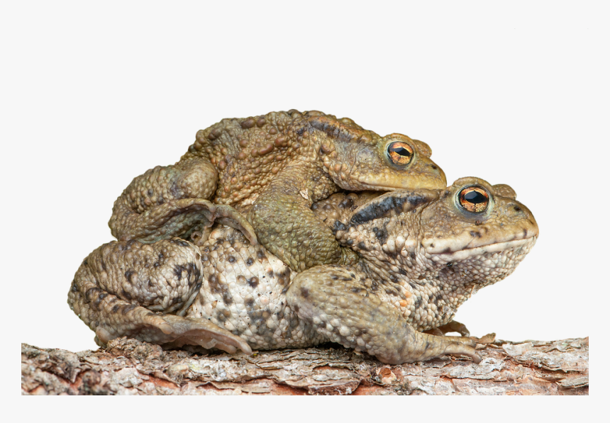 Piggyback, Toad, Frog, Bufonidae, Bufo Amplexus - Cute Toad, HD Png Download