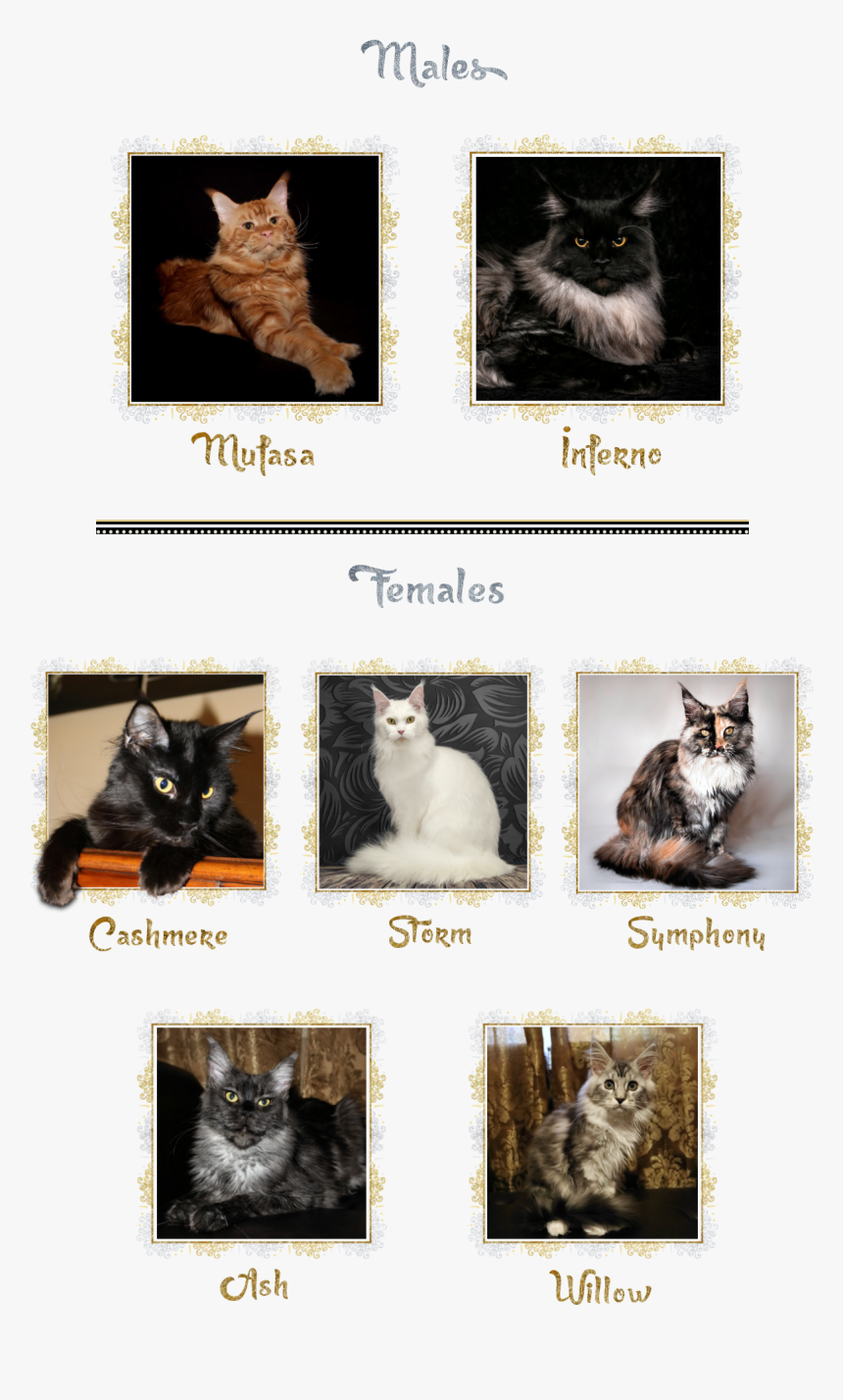 Domestic Short-haired Cat, HD Png Download