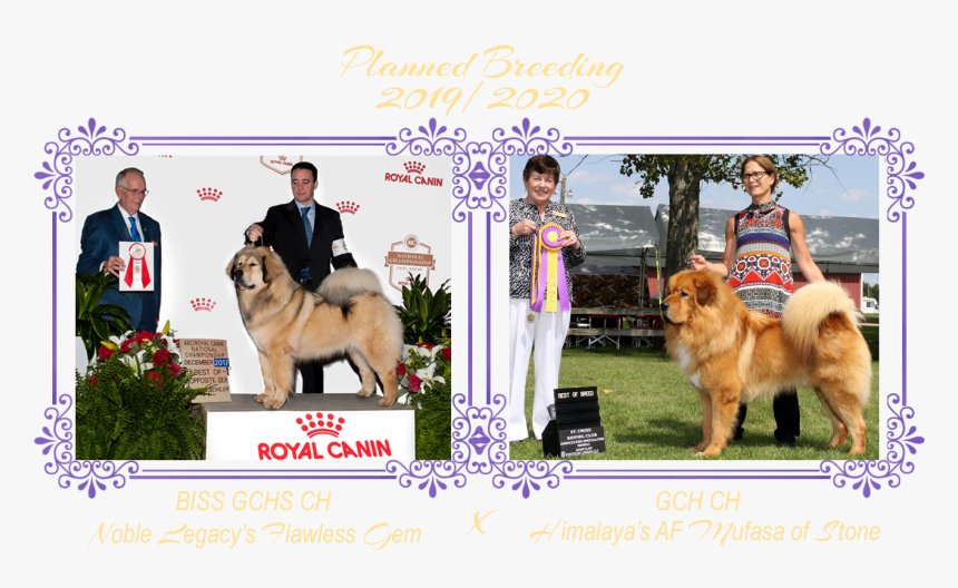 Companion Dog, HD Png Download