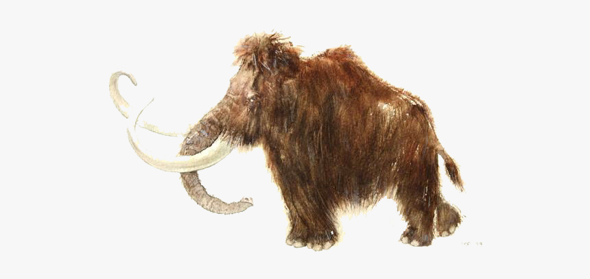 Rouffignac Cave Woolly Mammoth African Elephant Stone - Elephant, HD Png Download