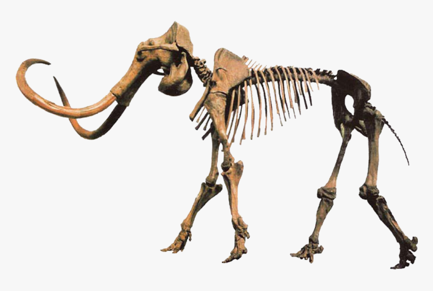 Hebior Mammoth Clean - Mammoth Skeleton Png, Transparent Png
