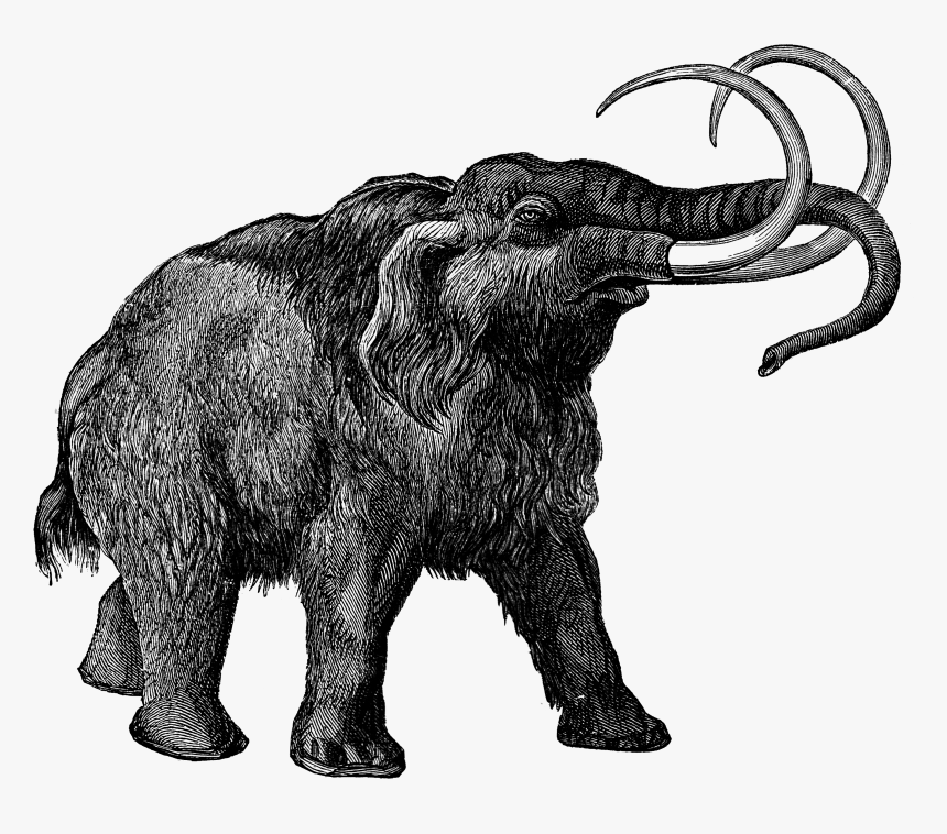 0473 Mammoth Free Vintage Clip Art - Wooly Mammoth No Background, HD Png Download