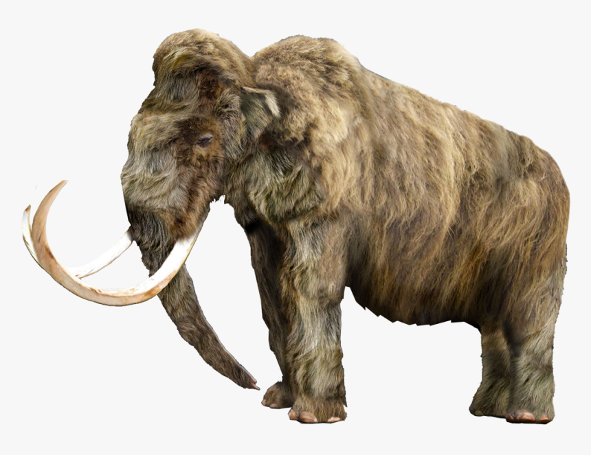 Mammoth Vector Tusk - Wrangel Island Woolly Mammoth, HD Png Download