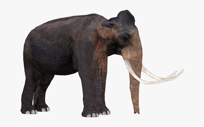 Indian Elephant, HD Png Download
