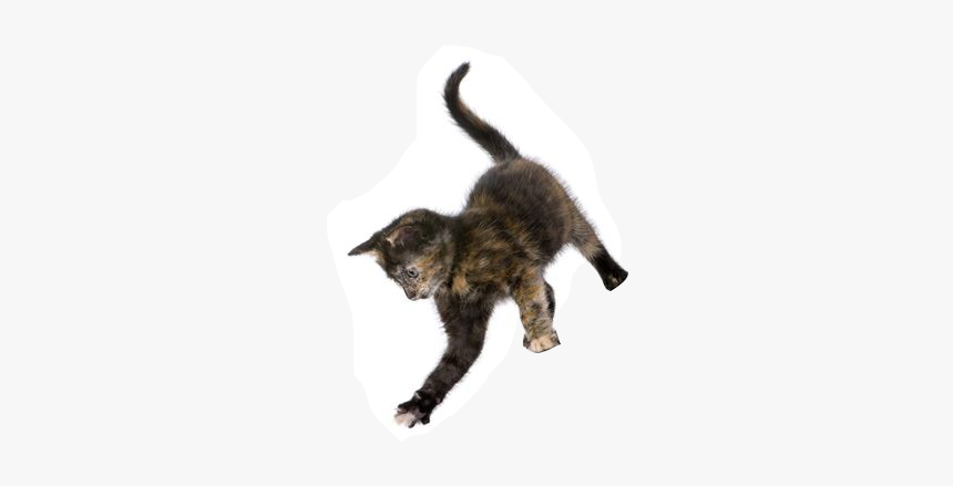 Cat Jumping Png, Transparent Png