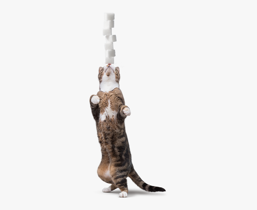 Inner Cat - Cat Yawns, HD Png Download