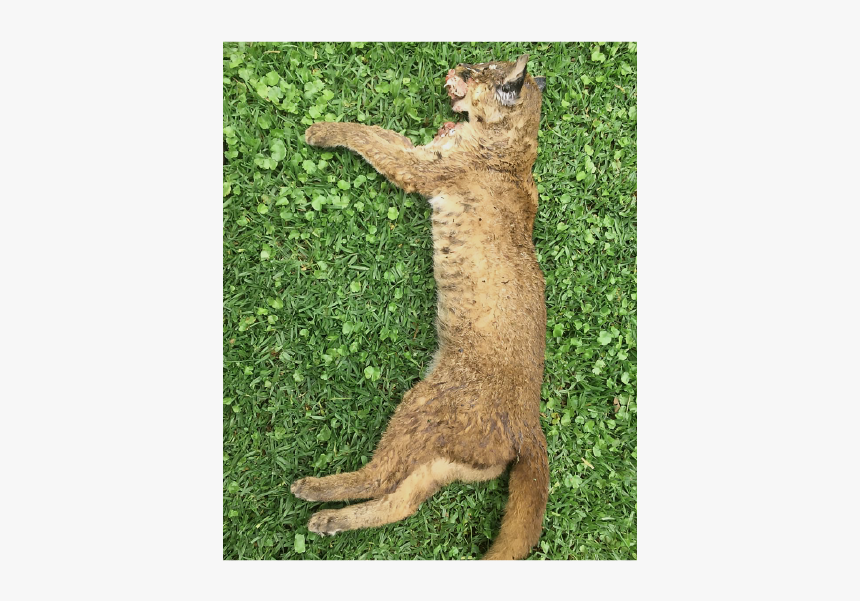 Abyssinian, HD Png Download