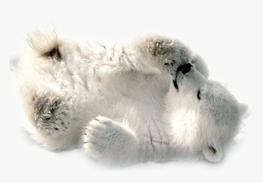 Polar Bear Baby Playing - Baby Polar Bear Wallpaper Hd, HD Png Download
