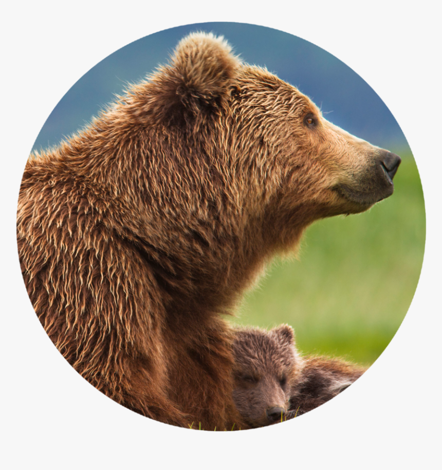 Transparent Grizzly Bear Png - Papa Bear And Cubs, Png Download