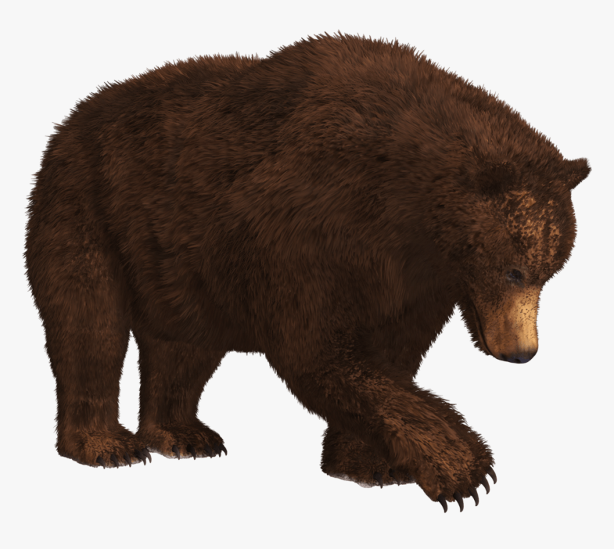 Searching Bear Transparent Png - Bear Png, Png Download