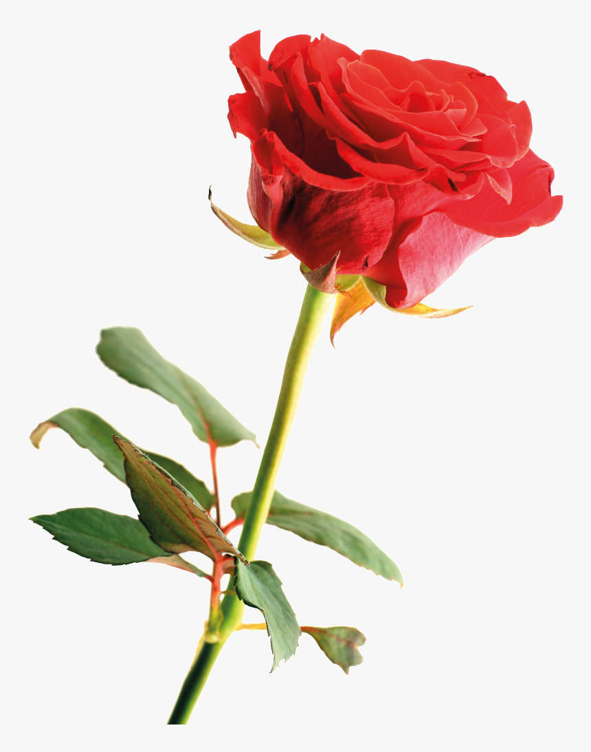 Cartoon Red Rose Png Cartoon Hand Painted Watercolor - Rose In Hand Png, Transparent Png