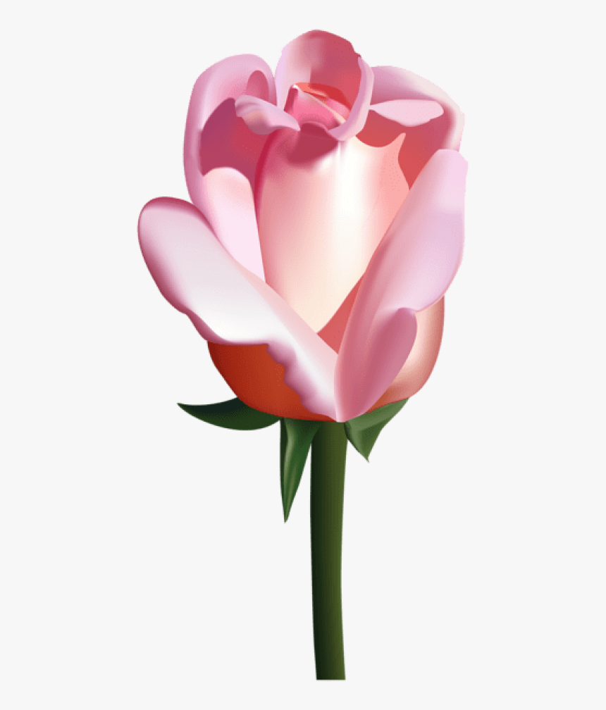 Free Png Pink Rose Png Images Transparent - Vector Roses, Png Download