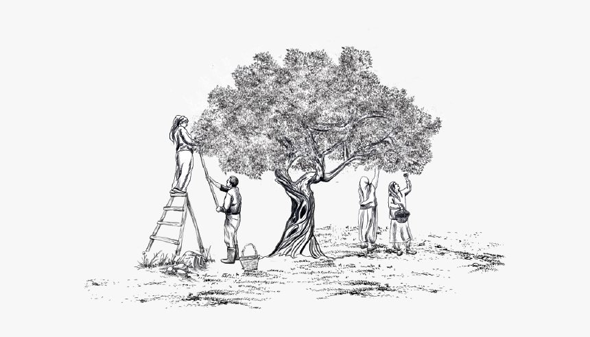 Sketch, HD Png Download