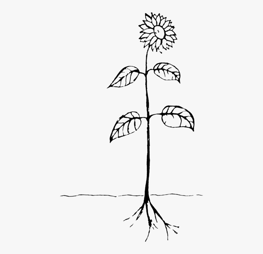 Art,symmetry,monochrome Photography - Drawing Of A Plant, HD Png Download
