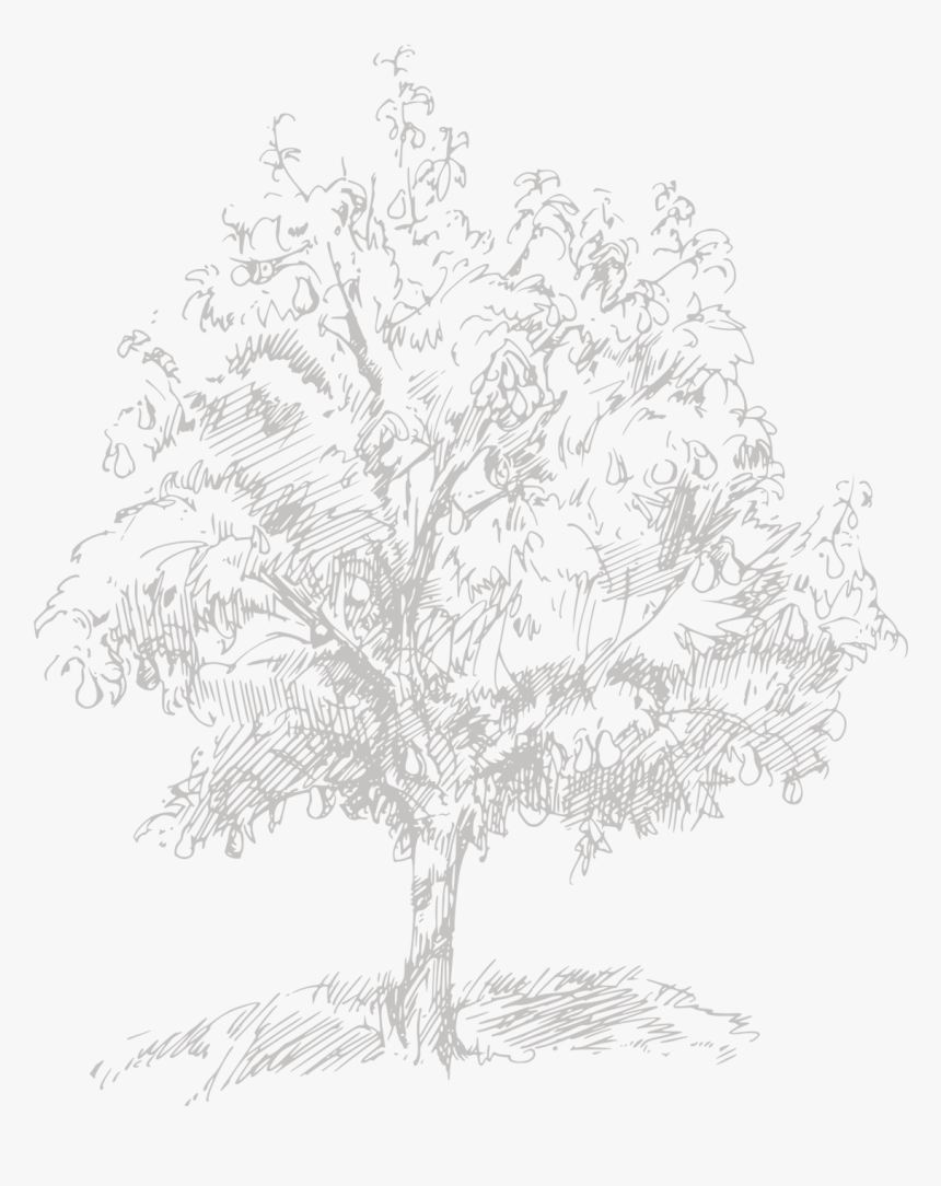 Loving Belgian Horticulture - Pond Pine, HD Png Download