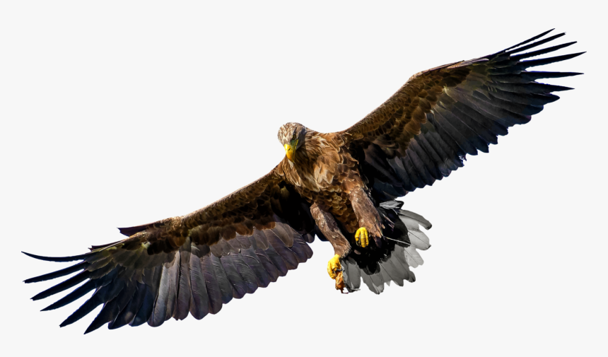 Bird Of Prey Eagle United States Family - Bird Of Prey Png, Transparent Png