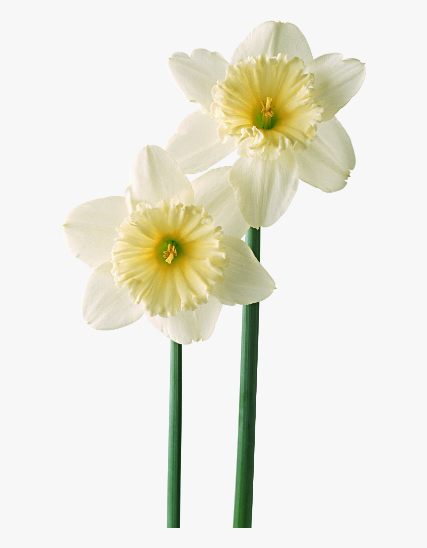 Flor Mes De Nacimiento Narcisos - Green Flower Mobile Wallpaper Hd, HD Png Download