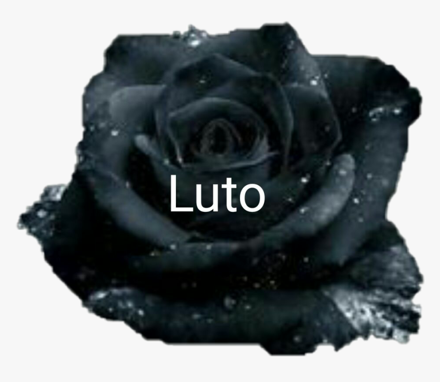 # Luto Eterno
#lessa - Black And White Rose Quotes, HD Png Download
