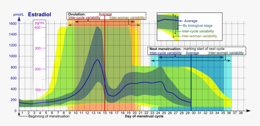 Estradiol During Menstrual Cycle - Cycle Estrogen, HD Png Download