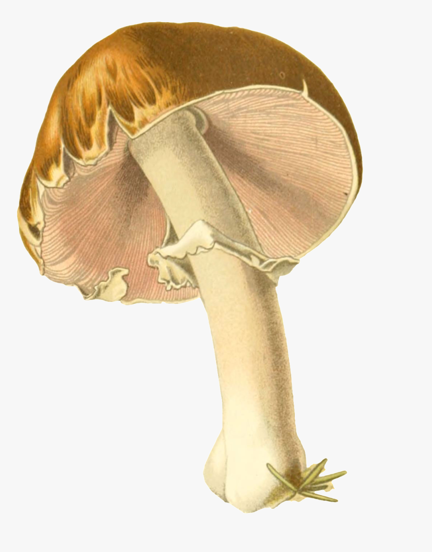 Paraguas Transparente Png Ornamentales Pintados A Mano - Illustration, Png Download