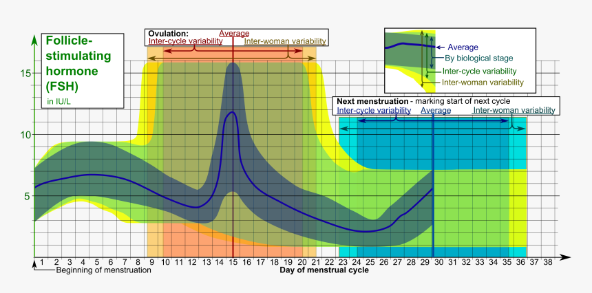 Follicle-stimulating Hormone During Menstrual Cycle - Fsh Levels In Cycle, HD Png Download
