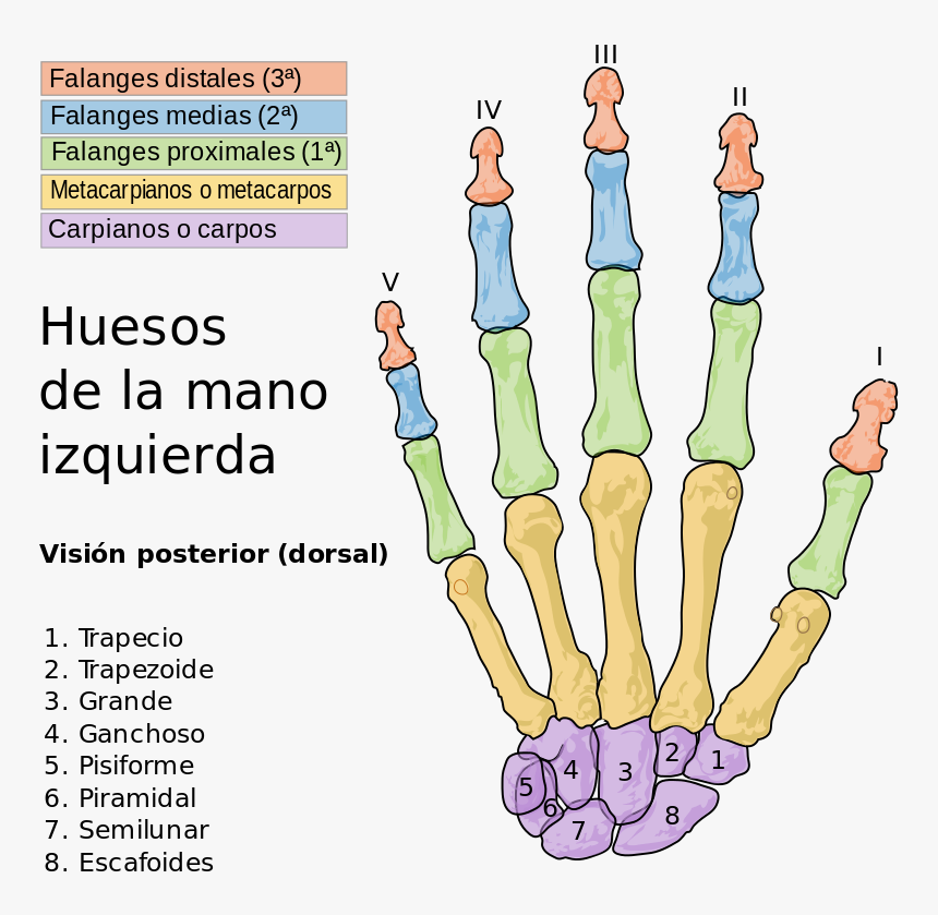 Bones Of The Hand, HD Png Download