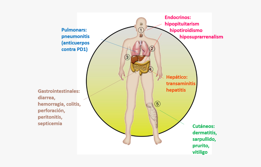 Pakuan University, HD Png Download