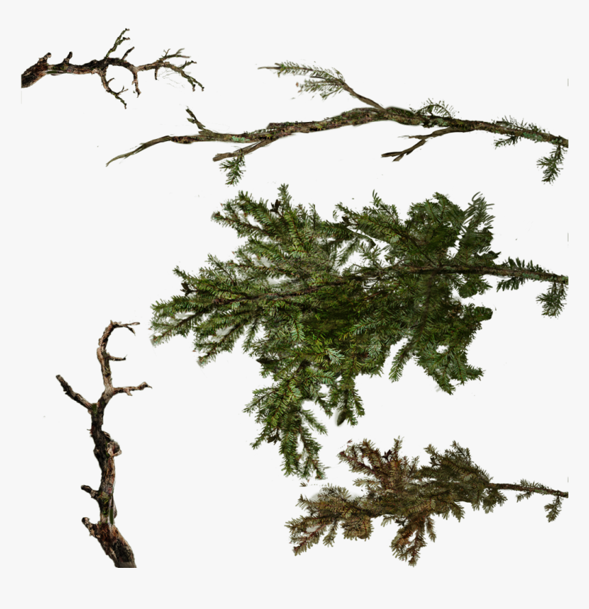Transparent Pine Branches Png - Pine Branch Texture, Png Download