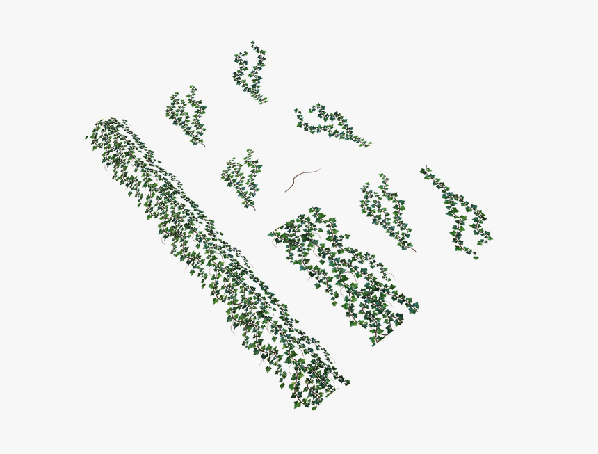 Ivy Texture In Marmorset - Tree, HD Png Download