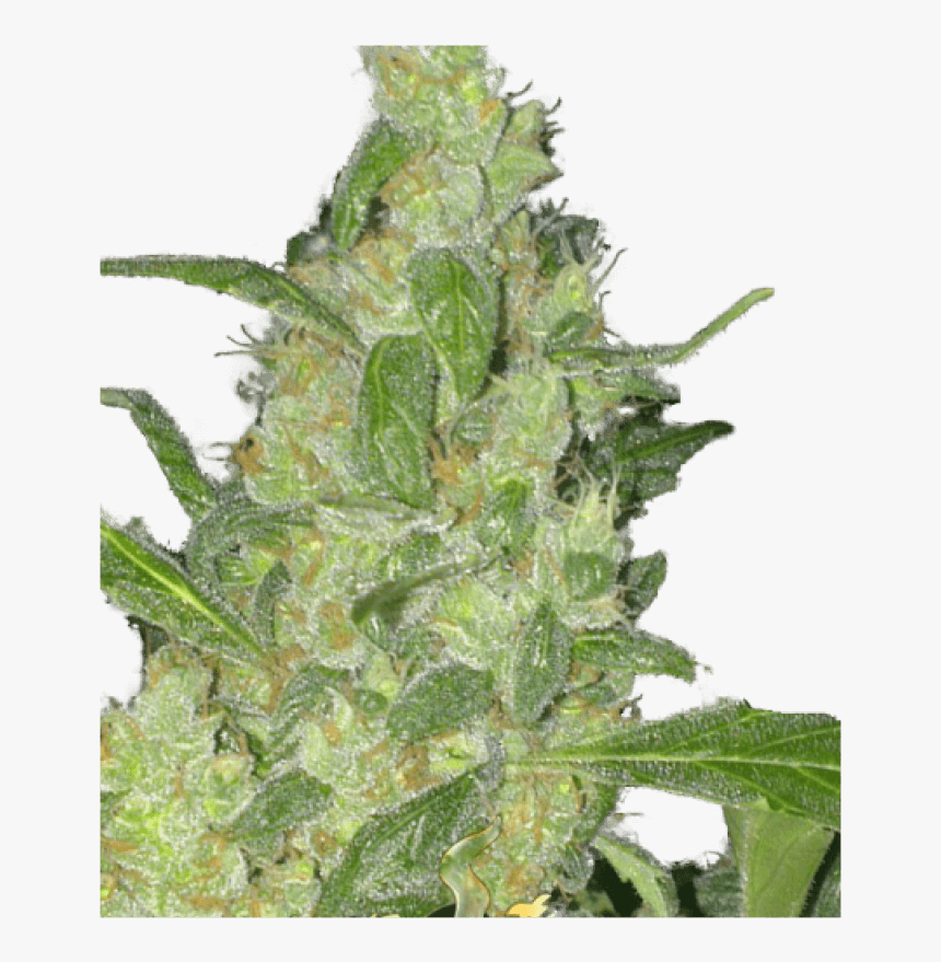 Turing Auto Feminised Seeds 
 Title Turing Auto Feminised - Autoflowering Cannabis, HD Png Download