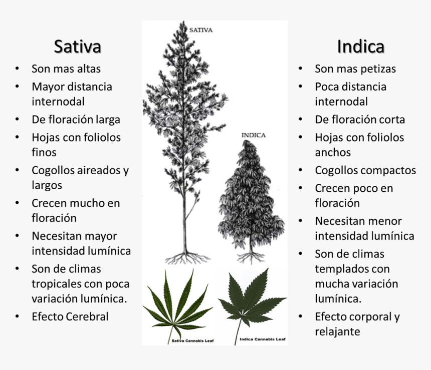 La De Plantas - Hemp Bud Vs Weed Bud, HD Png Download
