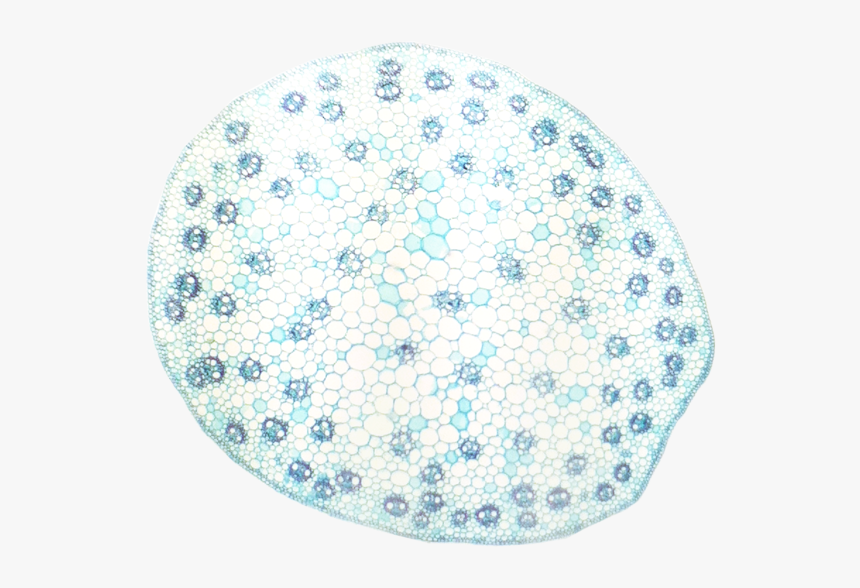 Botana Curus Monocot Stem 40× - Xylem And Phloem Are Scattered, HD Png Download