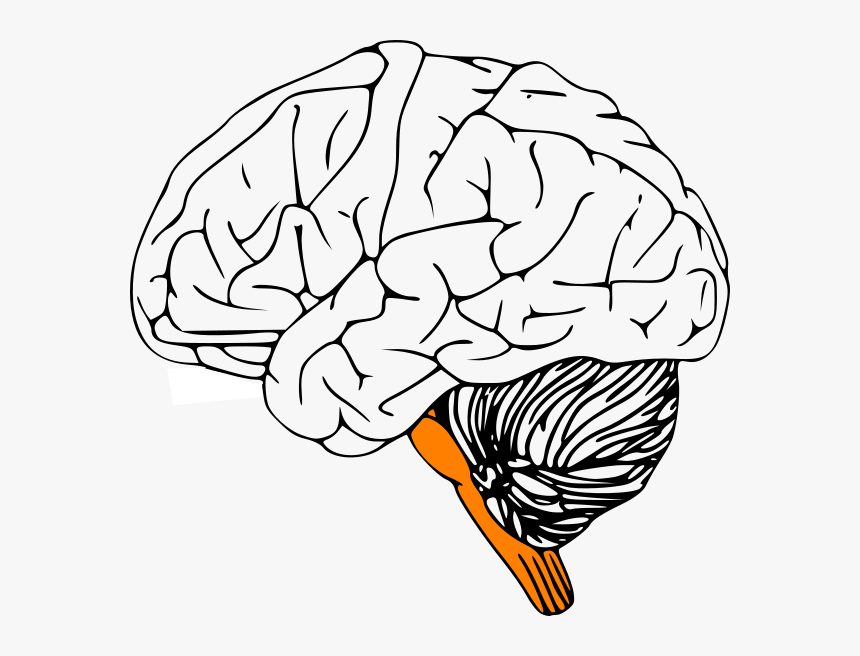 Outline Of Human Brain, HD Png Download