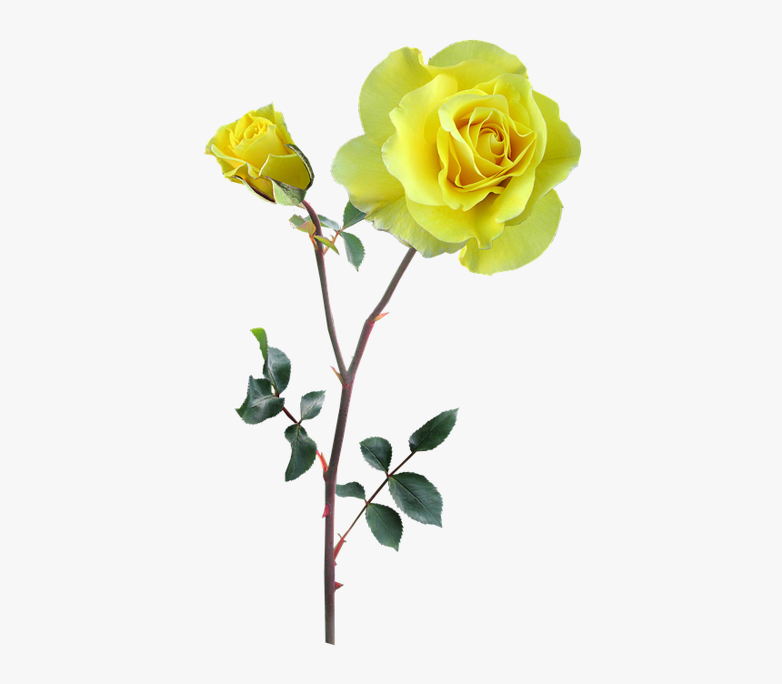 Rose, Yellow, Stem, Flower Yellow Flowers With Stem, HD Png Download