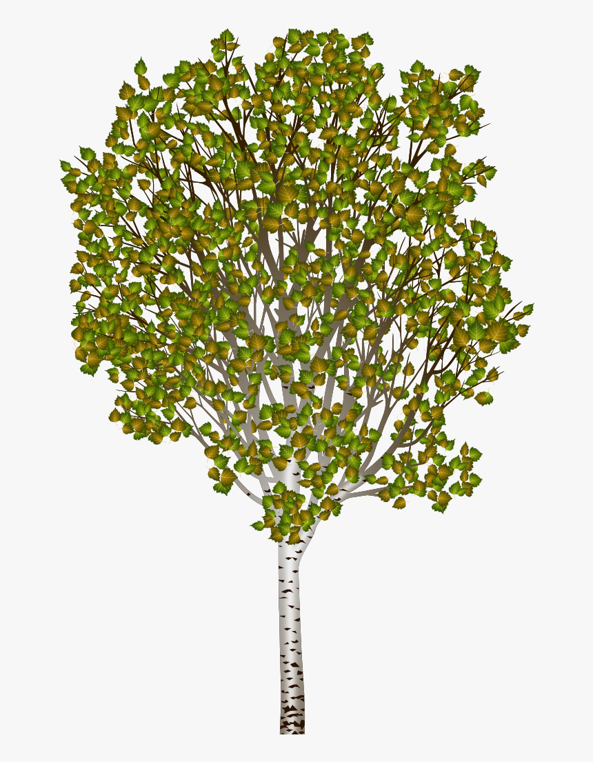 Transparent Water Puddle Png - Silver Birch Png, Png Download