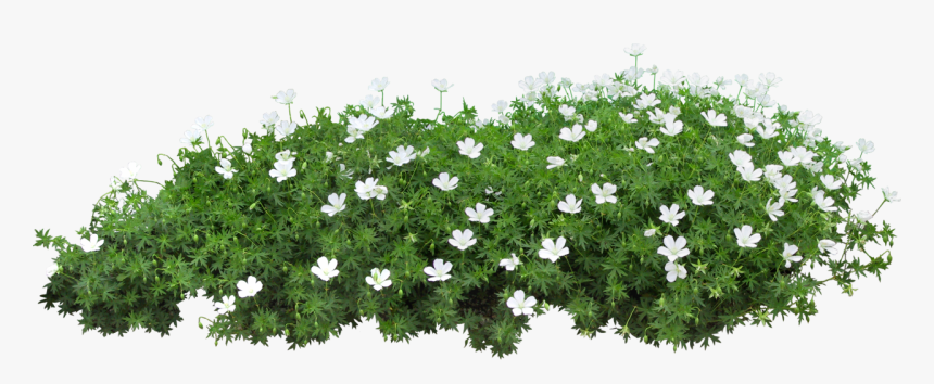 #grama - Flower Garden Png, Transparent Png