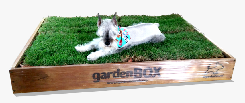 West Highland White Terrier, HD Png Download