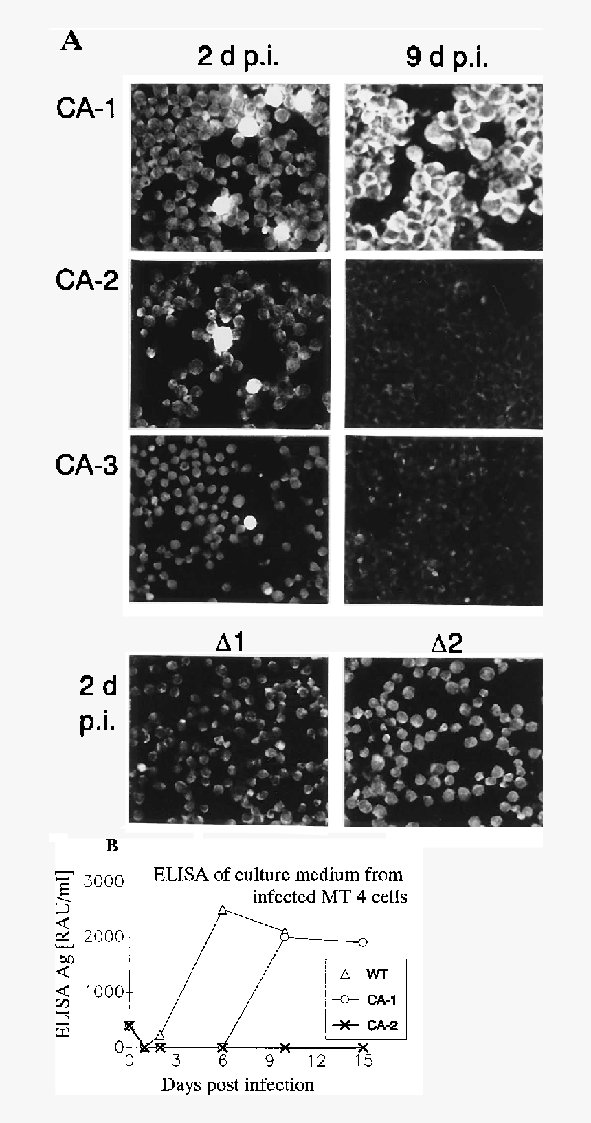 Infectivity Of Mutant Virus Particles - Monochrome, HD Png Download