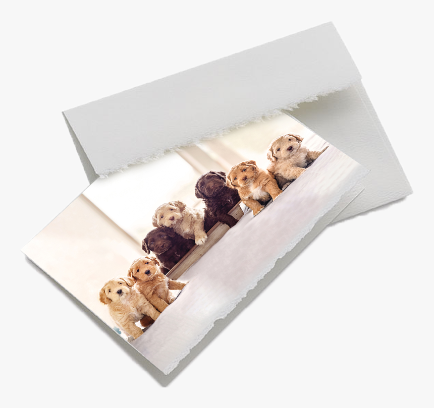 Transparent Torn Edge Png - Field Sparrow, Png Download